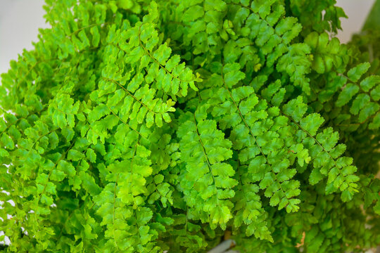 Detailed macro shot of Adiantum foliage, indoor tropical houseplant concept