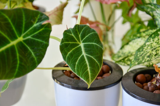 Fresh green and dark velvety alocasia leaves closeup, botanical background and nature concept