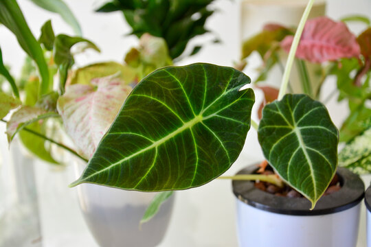 Indoor tropical plant arrangement featuring a velvet alocasia for home decoration