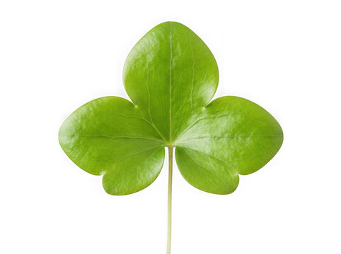 Clover leaf with three lobes isolated on transparent background cutout