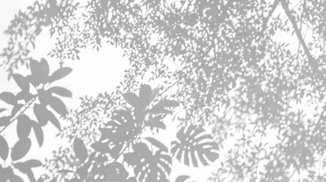 Minimalist tropical leaf shadow on white wall, aesthetic monstera foliage silhouette, soft grey botanical shadows for product mockup background