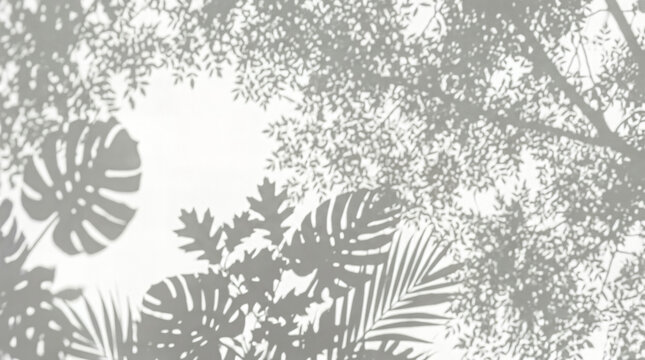 Tropical leaf shadow overlay on white wall, aesthetic monstera and palm tree shadows, minimalist botanical background for product mockup