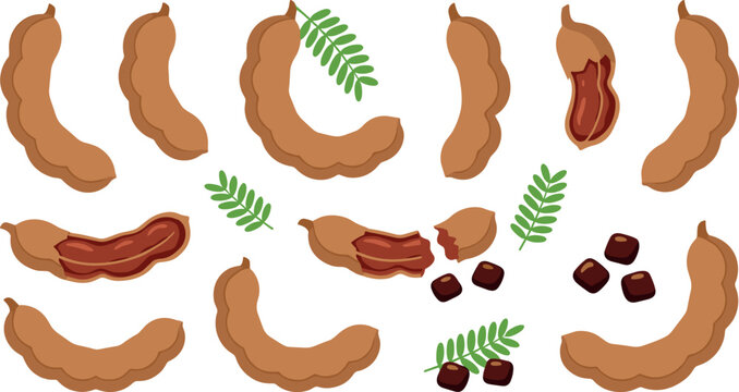 Organic tamarind fruit collection with brown pods pulp seeds and leaves isolated flat vector illustration set