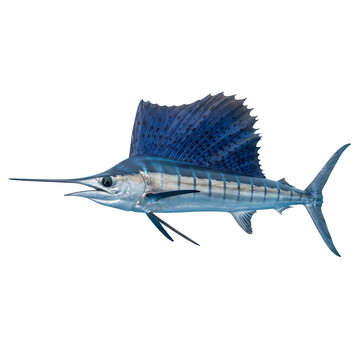 Photorealistic sailfish in side profile swimming against white background