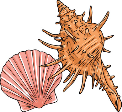 Seashell collection vector illustration featuring spiny conch shell and scallop shell for marine life, ocean, beach, coastal and nautical design