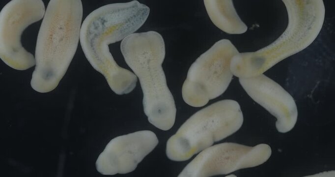 Freshwater Trematode Parasites: Clinostomum, Postorchigenes and Thapariella spp. for education in Lab.