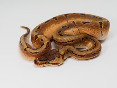 Ball Python breeding it Thailand's farm