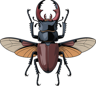A stag beetle animal vector on white background.