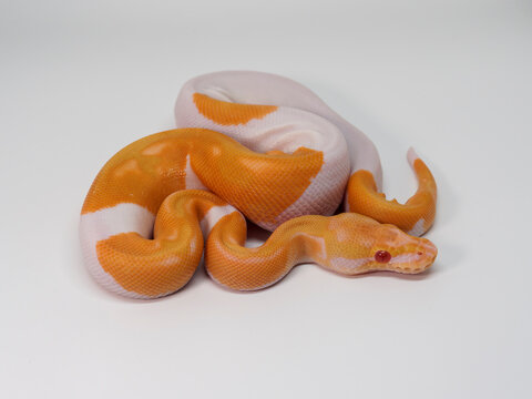 Ball Python breeding it Thailand's farm