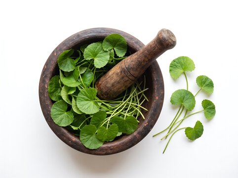 Indian Ayurvedic herbal gotu cola centella asiatica  in clay mortar