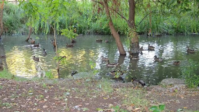 ducks on the lake