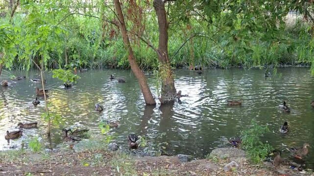 ducks on the river