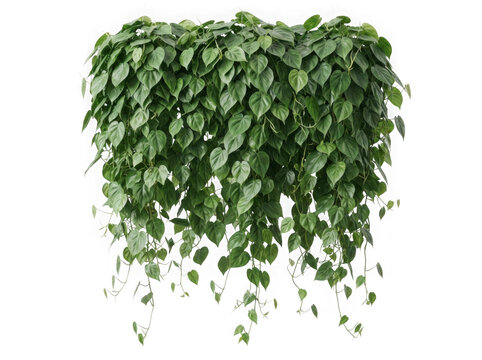 Lush trailing philodendron plant isolated on transparent background cutout