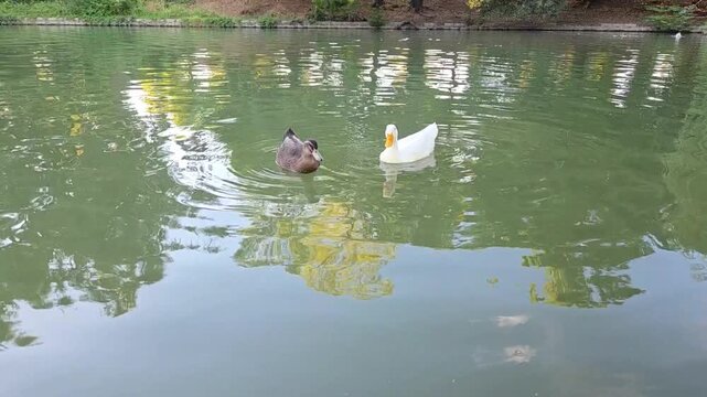 ducks on the lake