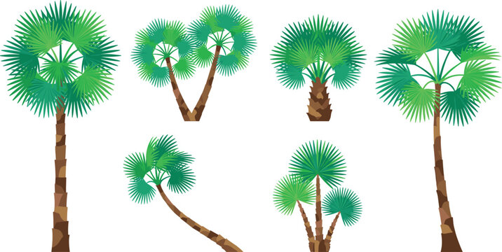Tropical Sugar Palm Trees Vector Set Featuring Different Sizes Fan Shaped Green Fronds and Textured Trunks for Exotic Nature Landscaping Designs