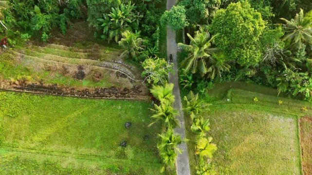 Aerial drone video following a motorcycle riding on a small rural road through green rice fields and tropical jungle in Bali Indonesia. Shows farmland patterns and coconut trees from above