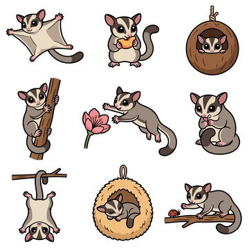 A collection of cute sugar gliders showing various behaviors like flying, climbing trees, eating fruit, and sleeping in cozy nests provides an adorable set of marsupial animals for nature