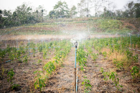 Agricultural field with irrigation system and sprinklers, growing and watering plants in tropical climate, crop plantation in rural Thailand countryside spraying water over plants, exotic farming.