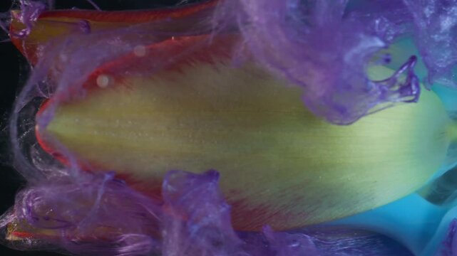 Vertical video. Flower steam. Ink drop. Blur purple blue color fume texture fog yellow red tropical tulip nature petals on abstract background.