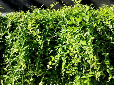 The curtain creeper plant also known as tarlmounia elliptica, vernonia elaeagnifolia, or lee kuan yew with long, slender green stems and small leaves that cascade downwards