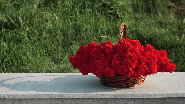 Wicker basket filled with red carnations outdoors. Floral arrangement of fresh red flowers with copy space, suitable for remembrance, tribute and ceremonial concepts.