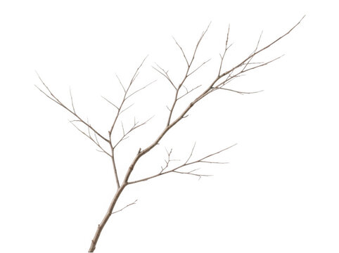 Bare wooden tree branch isolated on a clean transparent background