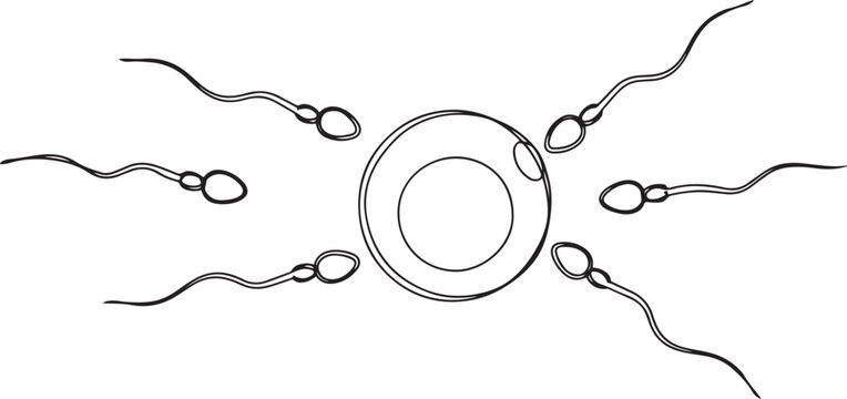 Sperm cells surrounding an egg cell illustration of fertilization process.one line vector illustration with white Background
