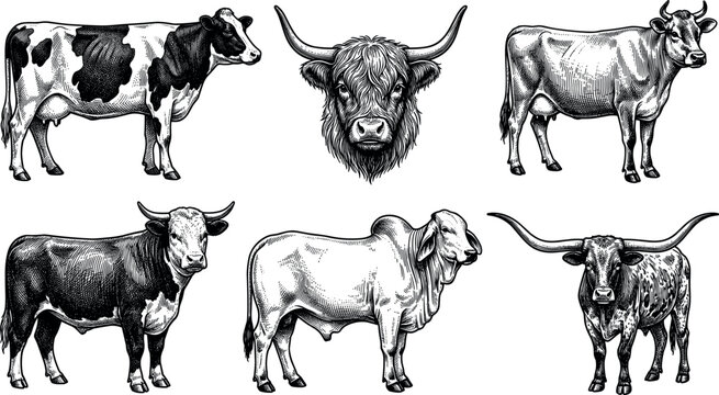 Vintage cattle and cow breed engraving vector set featuring hand drawn detailed illustrations of highland bull brahman texas longhorn and dairy cows
