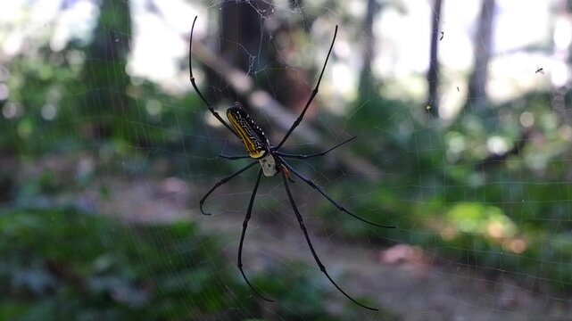 A large spider with a yellow back in the forest