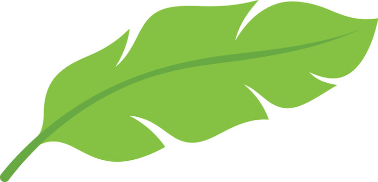 Tropical green banana leaf vector illustration, exotic palm leaf icon