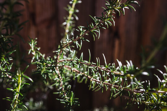 close up of rosemary plant shining in strong sunlight in outdoor herb garden