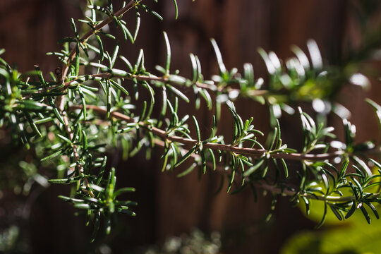 close up of rosemary plant shining in strong sunlight in outdoor herb garden