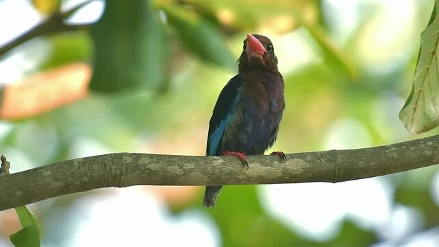 Javan kingfisher perched on a tree branch