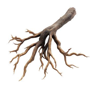 The image features a rootless piece of driftwood with multiple twisting, gnarled roots extending outward in various directions