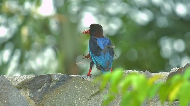 A javan kingfisher is preying on a big centipede