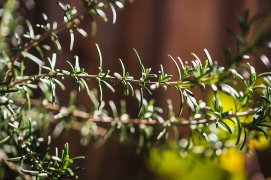 close up of rosemary plant shining in strong sunlight in outdoor herb garden