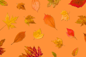 Fototapeta premium Fall. Vibrant autumn leaves lay spread across a warm orange surface