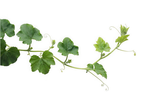 Green pumpkin vine tendrils isolated on a professional transparent background