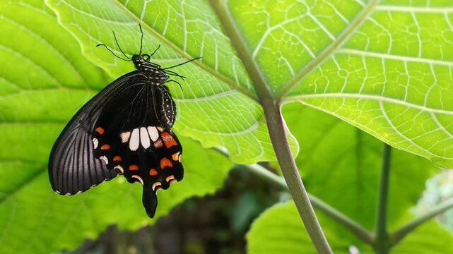 A close-up shot shows the underside wings of a female Common Mormon butterfly perched on a Clerodendrum paniculatum leaf in the backyard, shortly after the winged insect emerged from its chrysalis.