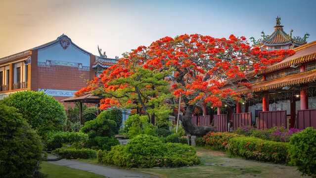 Royal poinciana blooms in a traditional temple garden in Taiwan