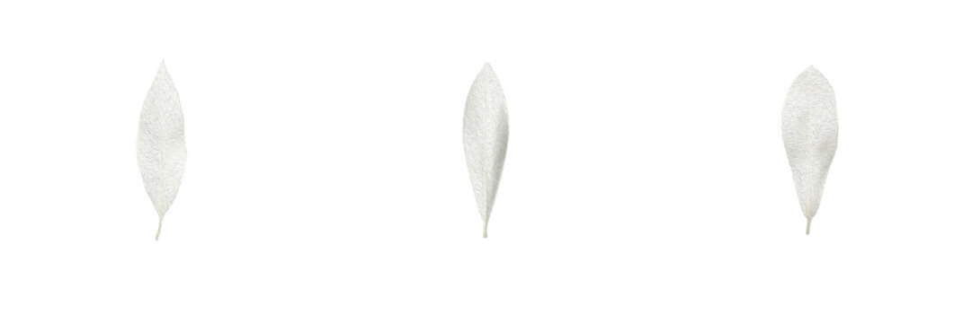 White Leaf Set Pale White Leaves Botanical Foliage Floral Decor Clipart Graphic Cutout Isolated Transparent Background PNG Design Elements