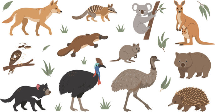 Australian native animals vector illustration collection with cute kangaroo koala wombat platypus echidna and wild fauna elements isolated on white background