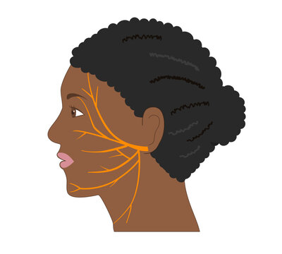Simple Profile Illustration of a Black Woman's Face and the Facial Nerve Pathway