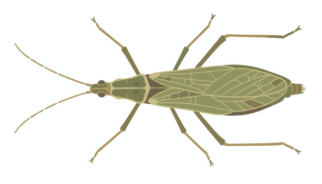 Green true bug insect vector illustration isolated on white background showing detailed wing and antennae structure.