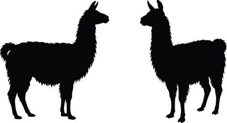 Naklejka premium Black vector silhouettes of two llamas standing and facing each other on white background
