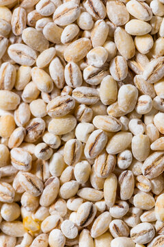 Organic Dry White Barley Seed