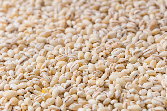 Organic Dry White Barley Seed