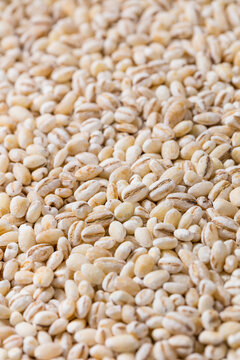 Organic Dry White Barley Seed