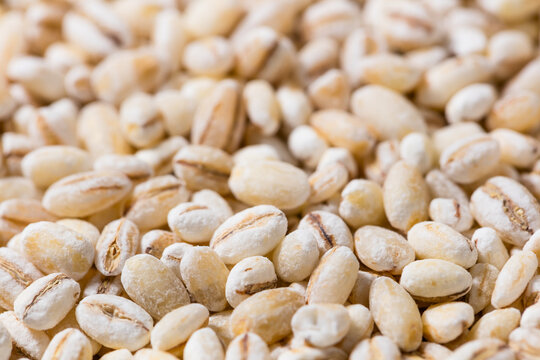 Organic Dry White Barley Seed