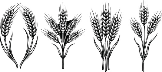 Naklejka premium Detailed hand drawn vintage sketch set of agricultural wheat ears stalks bundle and engraving style cereal wreaths.